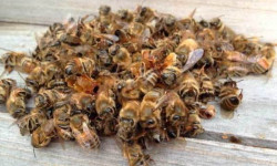 Рецепты из пчелиного подмора для повышения потенции у мужчин