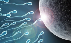 Как повысить качество спермограммы?